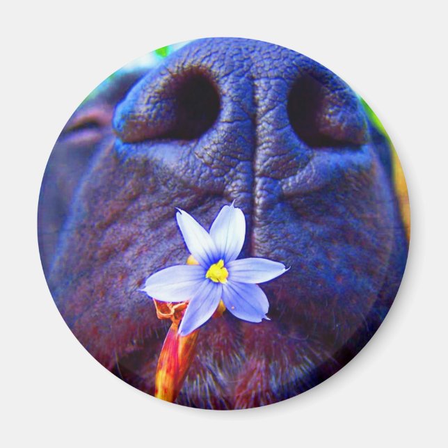 Svart lab blandning, liten lila blomma bild magnet (Framsidan)