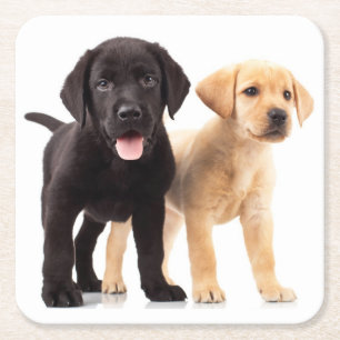Svart lab Gult Labrador Retriever Puppy Hund Underlägg Papper Kvadrat