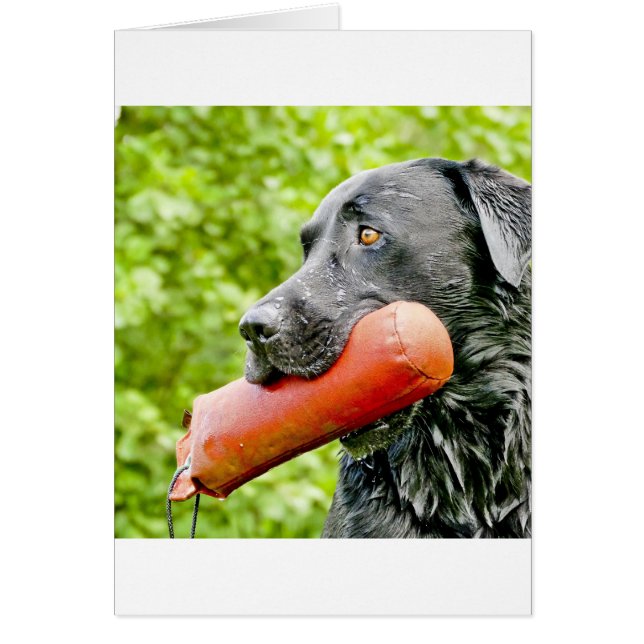 svart lab hämtning hälsningskort (Framsidan)