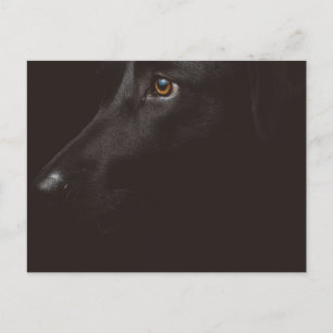 svart lab helg vykort
