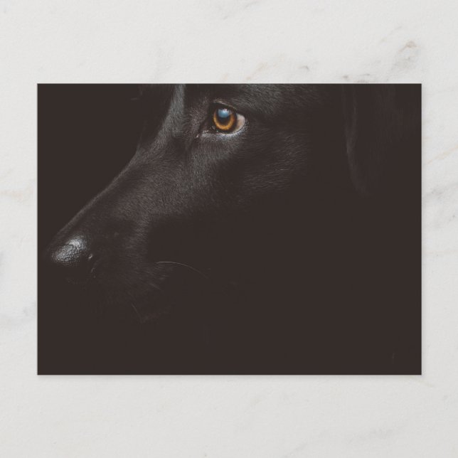 svart lab helg vykort (Framsida)