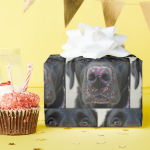 Svart lab Hund med sprinkler på näsan Presentpapper