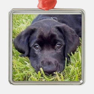 Svart lab Labrador valp - - silverram Julgransprydnad Metall