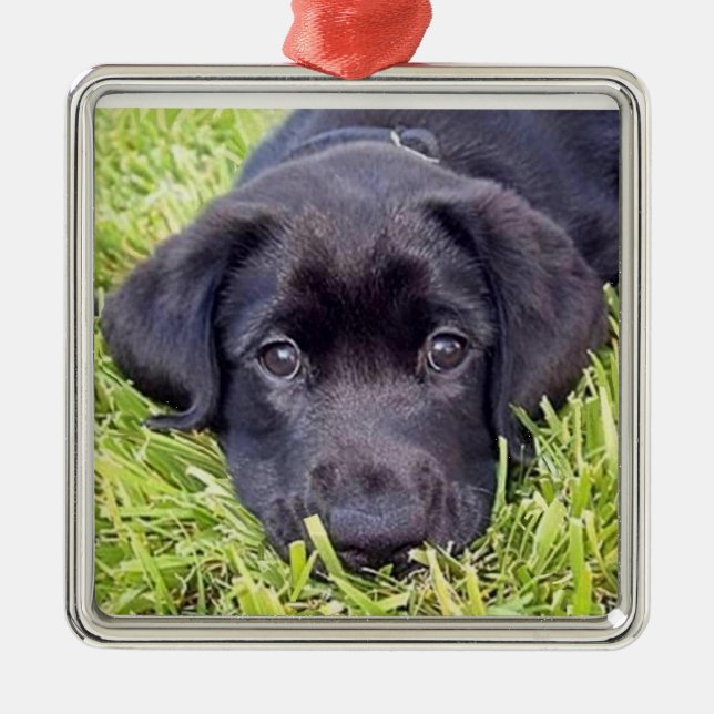 Svart lab Labrador valp - - silverram Julgransprydnad Metall (Framsidan)