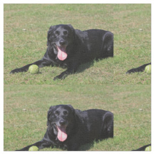 svart lab laying.png tyg