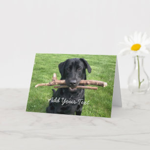 Svart lab med två stift Hund Photo Kort