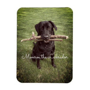 svart lab med två stift Hund Photo och Namn Magnet
