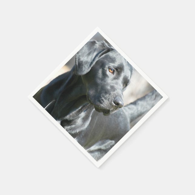 Svart lab pappersservett (Hörn)