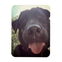Svart lab Selfie Hund Photo
