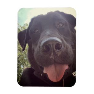 Svart lab Selfie Hund Photo Magnet