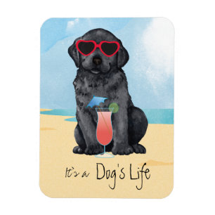 Svart lab sommar magnet