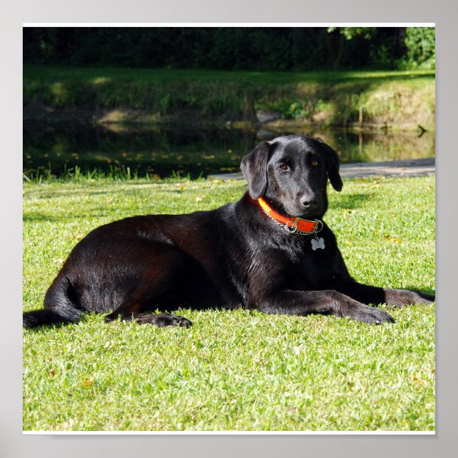 Svart lab utskrift poster (Framsidan)