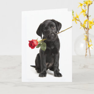 Svart Lab Valentine Kort
