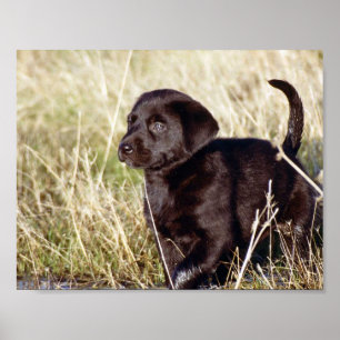 Svart lab valp poster