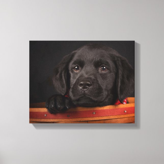 Svart labradobägare i basket canvastryck (Framsida)