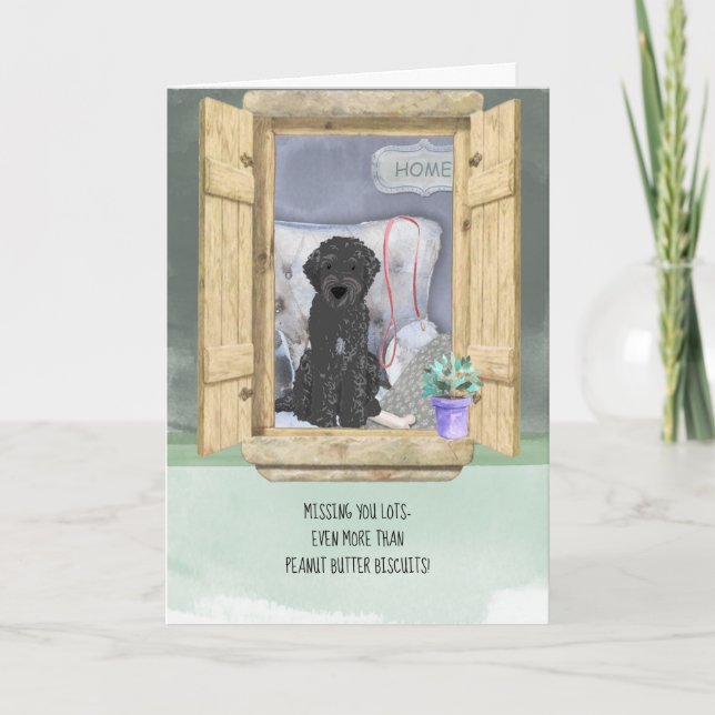 Svart Labradoodle-Hund saknas i Windows Kort (Framsida)