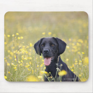 Svart labrador 16 månader musmatta
