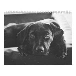 Svart Labrador 2018 kalender