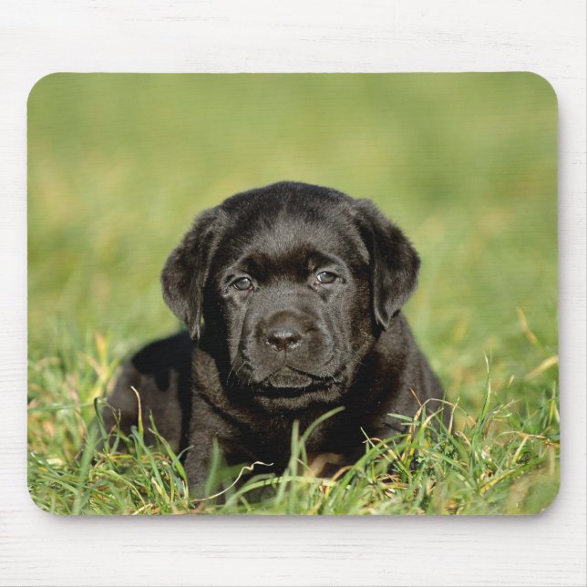 Svart labrador, dvärgdockor musmatta (Framsidan)