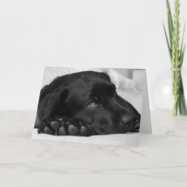 Svart Labrador - få ett bra kort