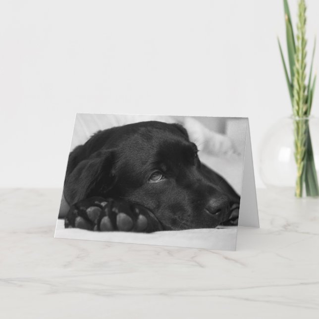 Svart Labrador - få ett bra kort (Framsida)