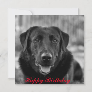 Svart Labrador Foto Husdjur Hund Kort
