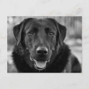 Svart Labrador Foto Husdjur Hund Vykort