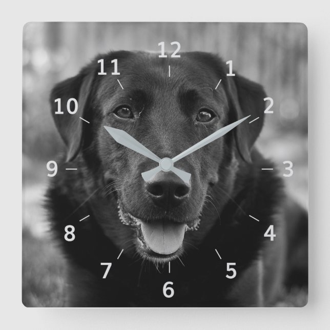 Svart labrador Foto Pet Hund Square Wall Clock Fyrkantig Klocka (Framsida)