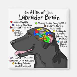 Svart Labrador hjärnkartbok Magnet