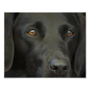 Svart Labrador hund Fototryck