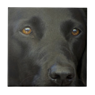 Svart Labrador hund Kakelplatta