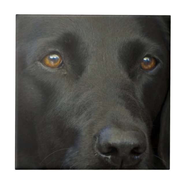 Svart Labrador hund Kakelplatta (Framsidan)