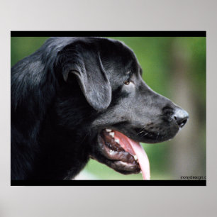 Svart Labrador hund Poster