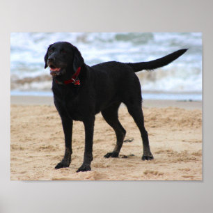 Svart Labrador hund Poster