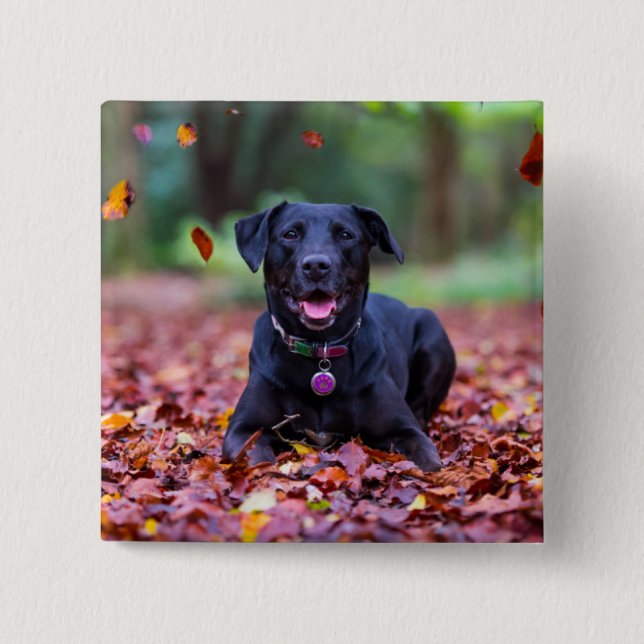 Svart labrador i Höst löv Knapp (Framsida)