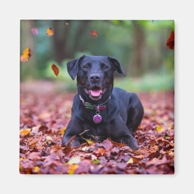 Svart labrador i Höst löv Magnet (Framsidan)