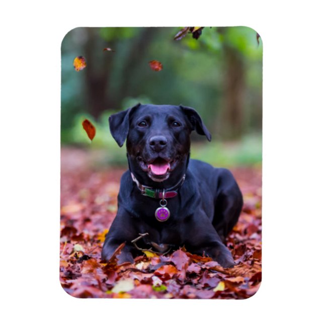 Svart labrador i Höst löv Magnet (Vertikal)
