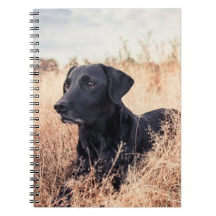 Svart labrador i torrvikt anteckningsbok