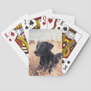 Svart labrador i torrvikt casinokort