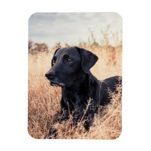Svart labrador i torrvikt magnet