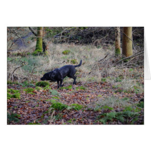 Svart Labrador-kvarterare Hälsningskort