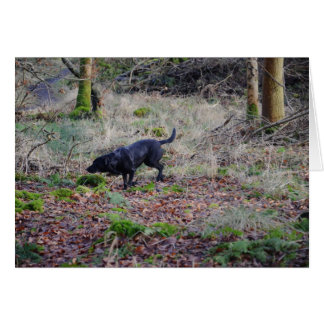 Svart Labrador-kvarterare Hälsningskort