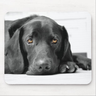 Svart Labrador Musmatta