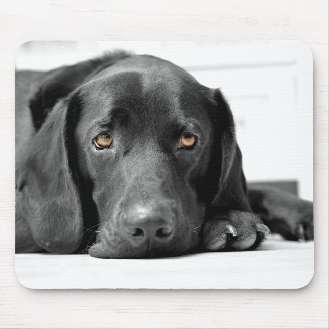 Svart Labrador Musmatta (Framsidan)