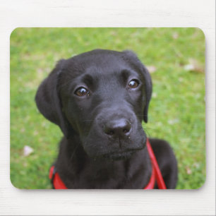 Svart Labrador musmatta