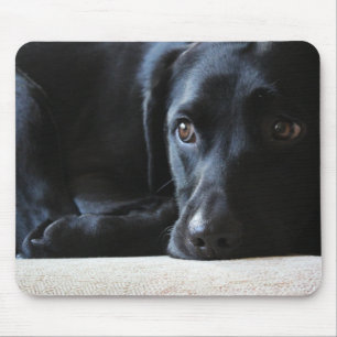 Svart Labrador Musmatta