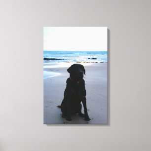 Svart Labrador på en strand Canvastryck
