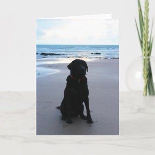 Svart Labrador på en strand Kort