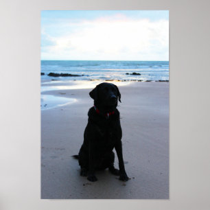 Svart Labrador på en strand Poster