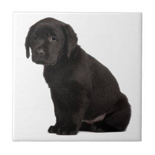 Svart labrador Puppy Kakelplatta